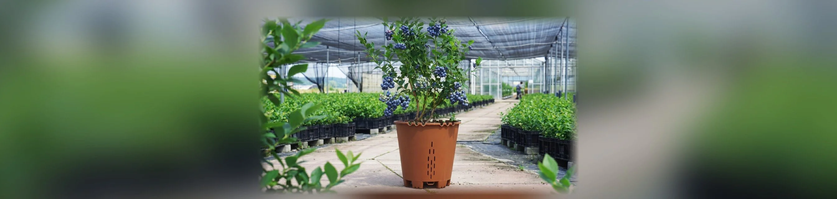 أصيص Blueberry