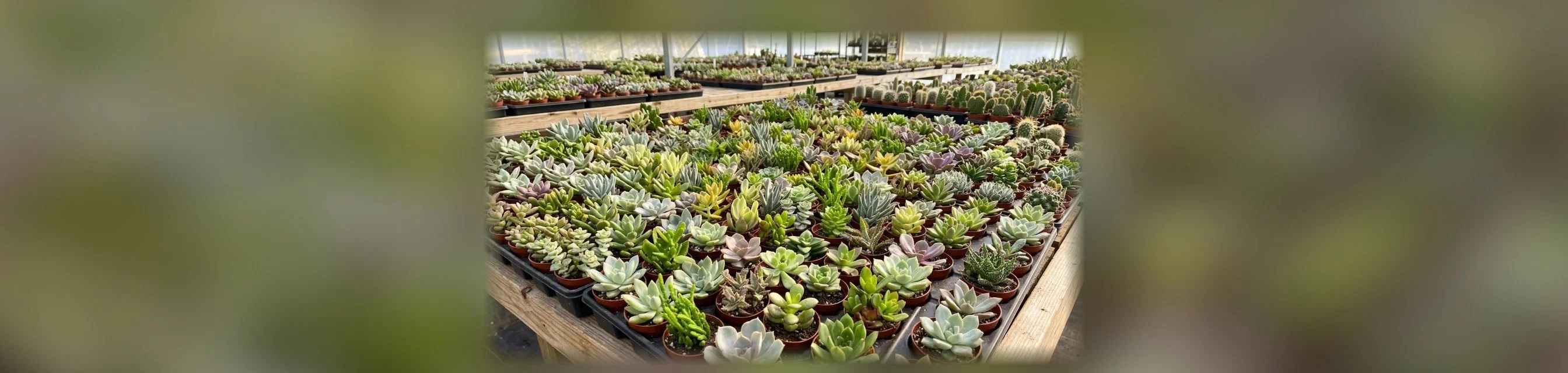 Cactus and Succulent Production Pot