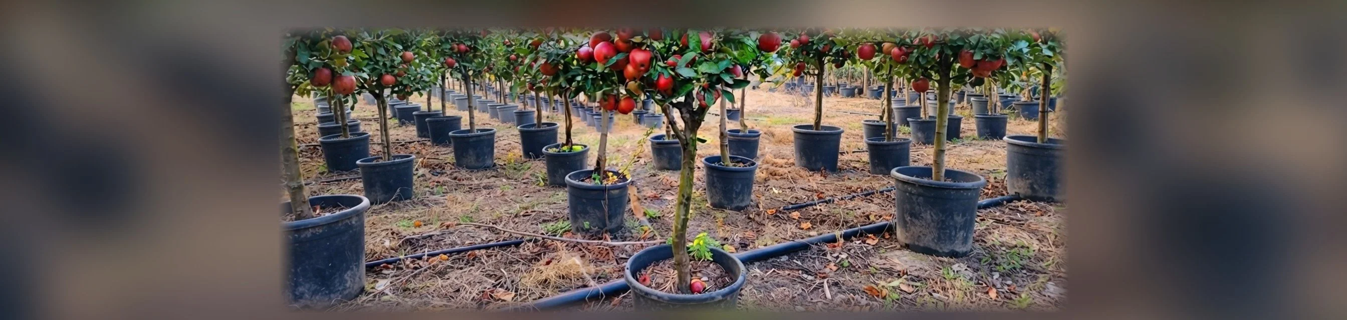 أصص إنتاج الفاكهة
