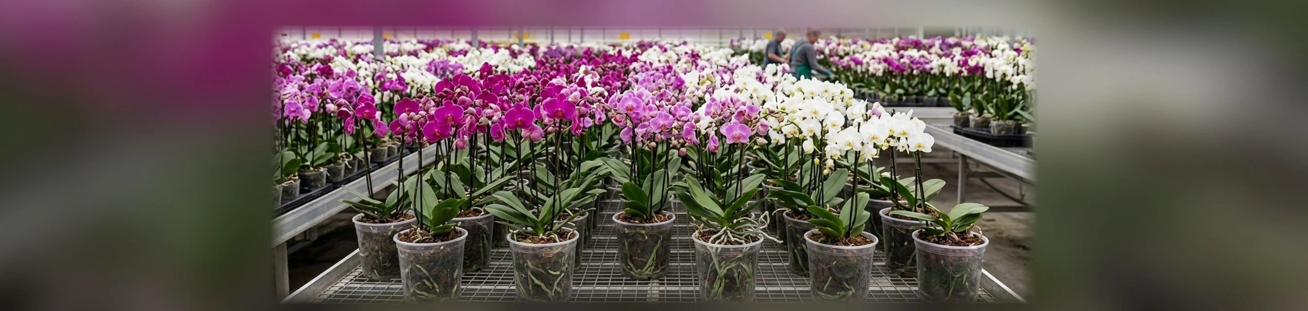 Pot de culture transparent pour orchidée