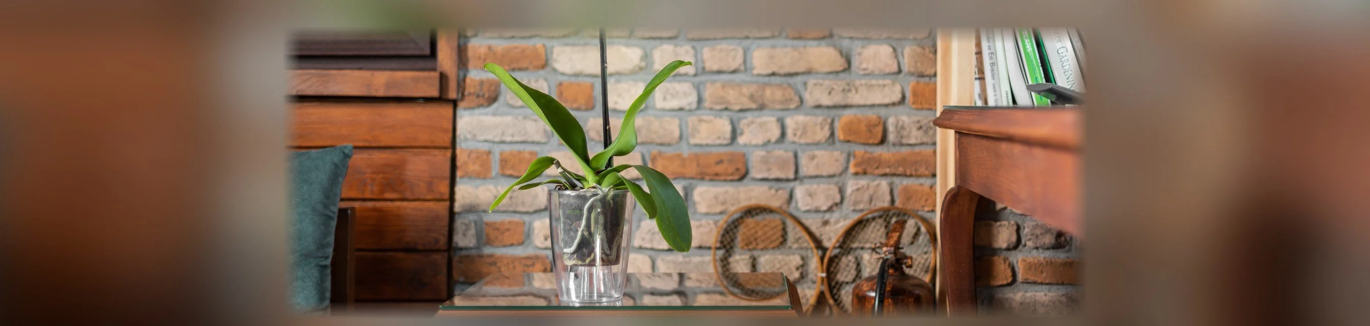 Recipiente para orquídeas