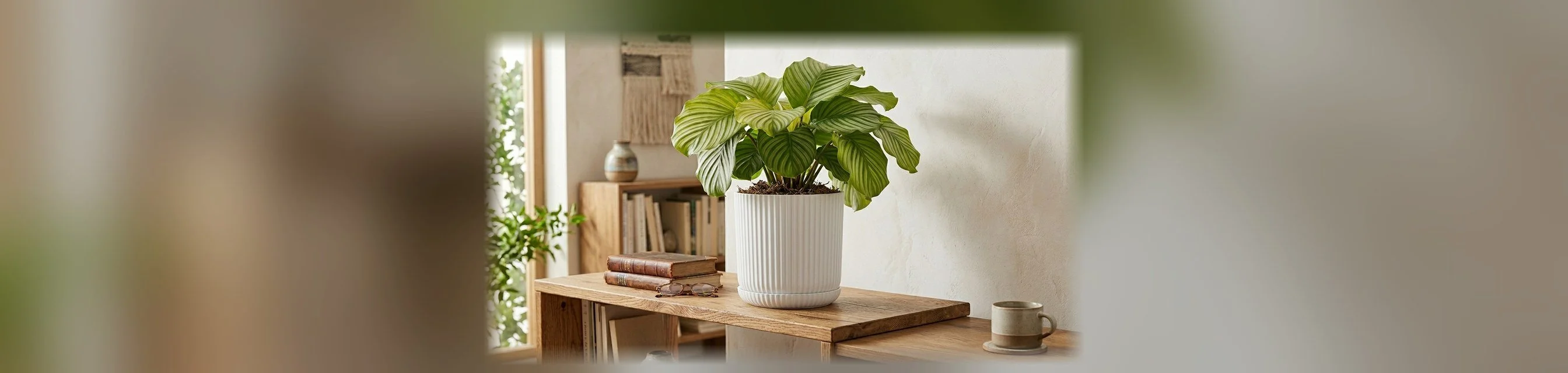 Lotus Tabaklı Saksı